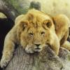 Flavor :  Lionheard par CBV