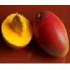 Flavor :  Mango by CBV