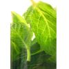Flavor :  Menthol by CBV