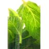 Flavor :  Mint by CBV