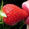 Flavor :  Strawberry Kiss by CBV