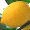 Flavor :  Zitronen by CBV