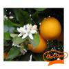 Flavor :  Brazilian Orange by Chefs Vapour