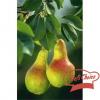 Flavor :  Fresh Pear by Chefs Vapour