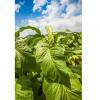 Flavor :  Type D Premium Tobacco par CHINESE TOBACCO