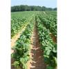 Flavor :  Type K Original Tobacco by Chinese Tobacco