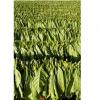 Flavor :  Type L Original Tobacco by Chinese Tobacco