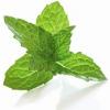 Flavor :  Type S Menthol Tobacco by Chinese Tobacco