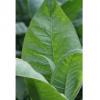 Flavor :  Type Ss Japanese Tobacco by Chinese Tobacco