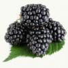 Flavor :  Blackberry by CiggyJuice