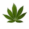 Flavor :  Cannabis by CiggyJuice