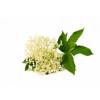 Flavor :  Elderflower by CiggyJuice