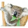 Flavor :  Eucalyptus by CiggyJuice