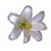 Flavor :  Jasmine by CiggyJuice