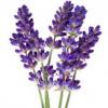 Flavor :  Lavender by CiggyJuice
