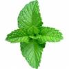 Flavor :  Mint by CiggyJuice