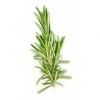 Flavor :  Rosemary by CiggyJuice