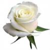 Flavor :  White Rose by CiggyJuice
