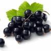 Flavor :  Black Currant by CloudHouse Vapor