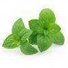 Flavor :  Mint by CloudHouse Vapor
