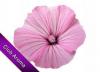 Flavor :  Duftblute par CLUB AROMA