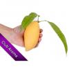 Flavor :  Golden Mango by Club Aroma