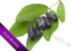 Flavor :  Heckenkirsche by Club Aroma