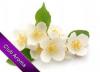 Flavor :  Jasmin by Club Aroma