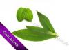 Flavor :  Tabak Menthol No 1 by Club Aroma