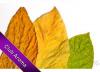 Flavor :  Tabak No 302 by Club Aroma