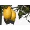 Flavor :  Cedrat Corse by CorsicaVap