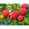 Flavor :  Framboises by CorsicaVap