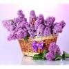 Flavor :  Lilas by CorsicaVap