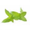 Flavor :  Menthe Verte par CORSICAVAP
