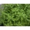 Flavor :  Verveine by CorsicaVap