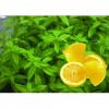 Flavor :  Verveine Citron by CorsicaVap