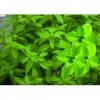 Flavor :  Verveine Menthe by CorsicaVap