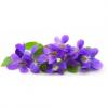 Flavor :  Violette par CORSICAVAP