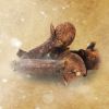 Flavor :  Clove by Crave