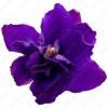 Flavor : violet essence by Creme de Vape Flavor : violet essence by Creme de Vape