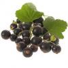 Flavor :  Cassis by Dampfdorado