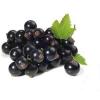 Flavor :  Cassis by Dampfer-Taxi