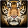 Flavor :  Black Tiger by Dark Burner