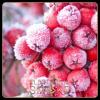 Flavor :  Red Frosty Fruit by Dark Burner