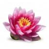 Flavor :  Lotus Flower by Decadent Vapours