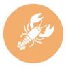 Flavor :  Beige Lobster by Delish Fish
