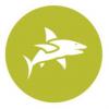 Flavor :  Green Shark by Delish Fish