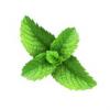 Flavor :  Mint by Delish Fish