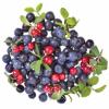Flavor :  Huckleberry by Delosi