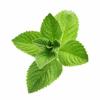 Flavor :  Menthol by Delosi